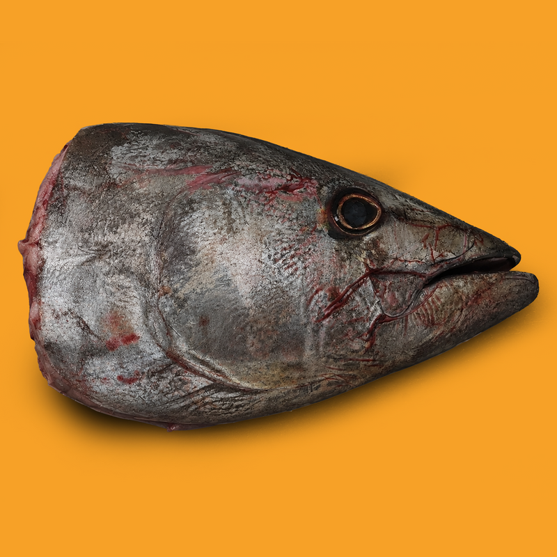 Ike jime line caught wild bluefin tuna half head