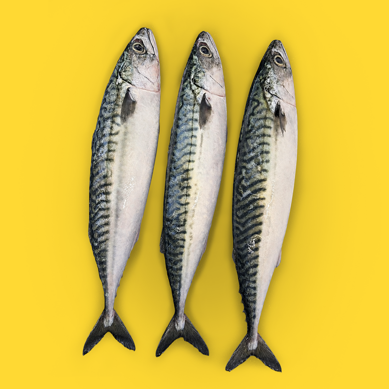 Frozen wild whole mackerel