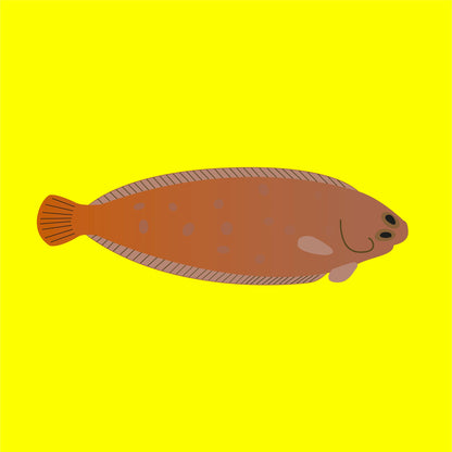 Wild Dover sole