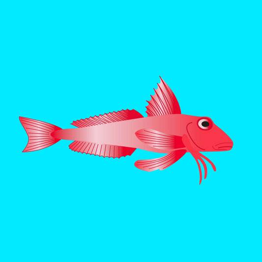 Wild Gurnard