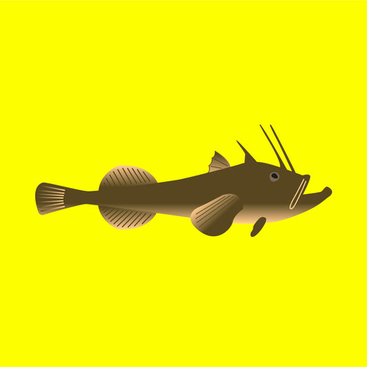 Wild Monkfish