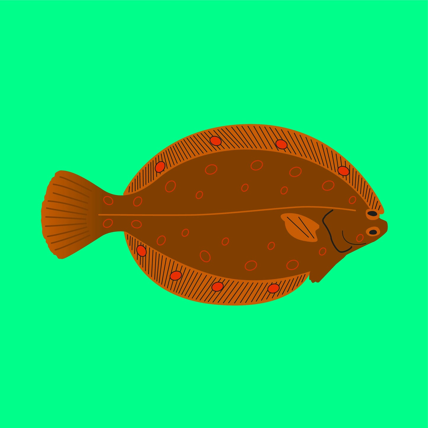 Wild plaice