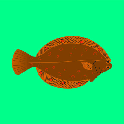 Wild plaice