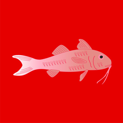 Wild red mullet