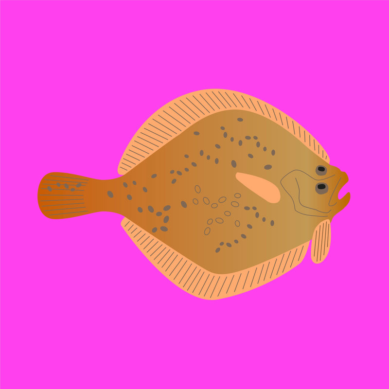 Wild turbot